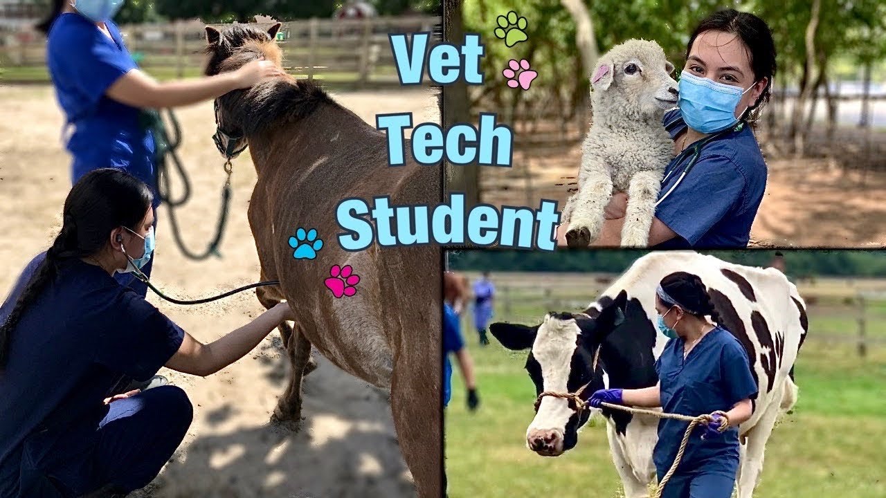 Day In My Life As a Vet Tech Student - Farm Animals