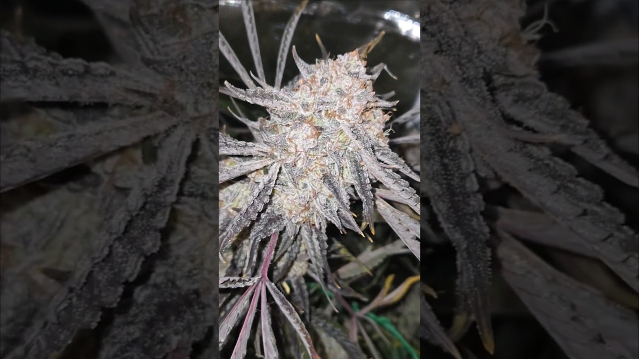 STRAWBERRY MILK & QOOKIES🍓🥛🍪 DAY 81 🦉🔥