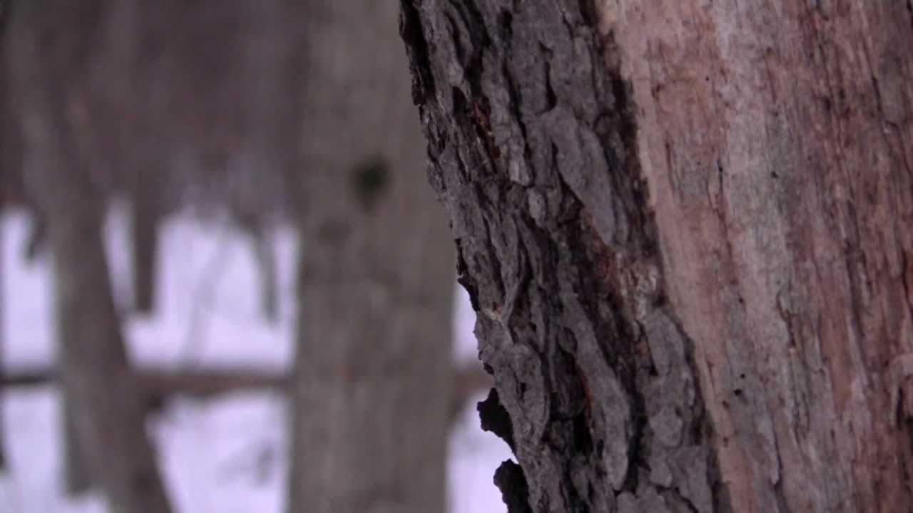 Canon VIXIA HF S200 Test Footage