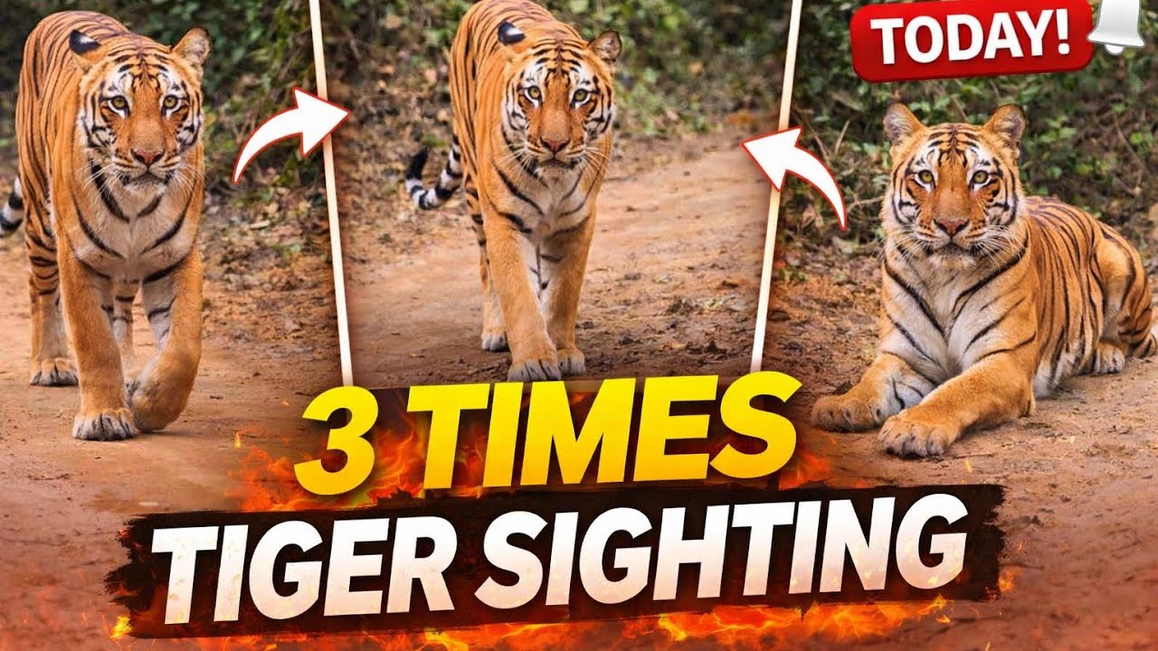 Three Time Tiger Sighting 😱 | Aaj Safari Mein Kamaal Ho Gaya #yuvrajjimcorbett 
