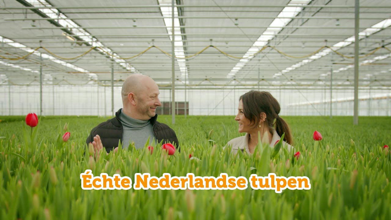 Tulpen uit Nederland | Voordeel van Dichtbij | Coop