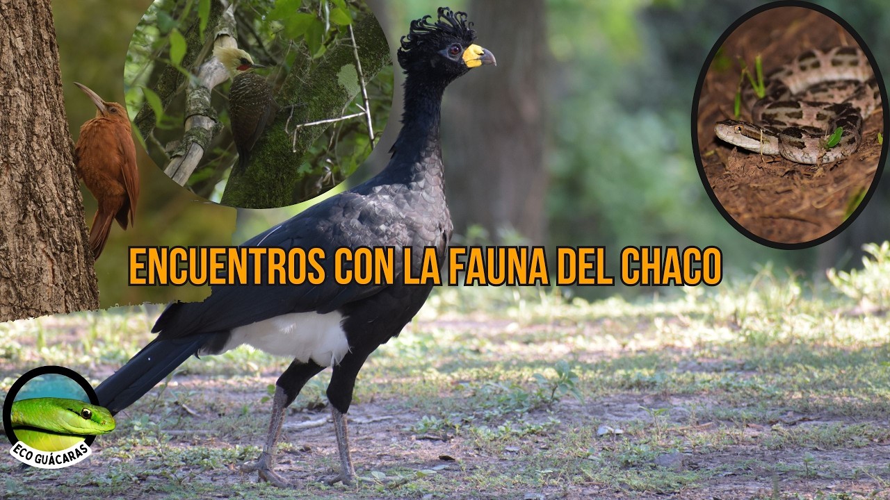 “Explorando el Parque Nacional Chaco: carpinteros, charatas y más”