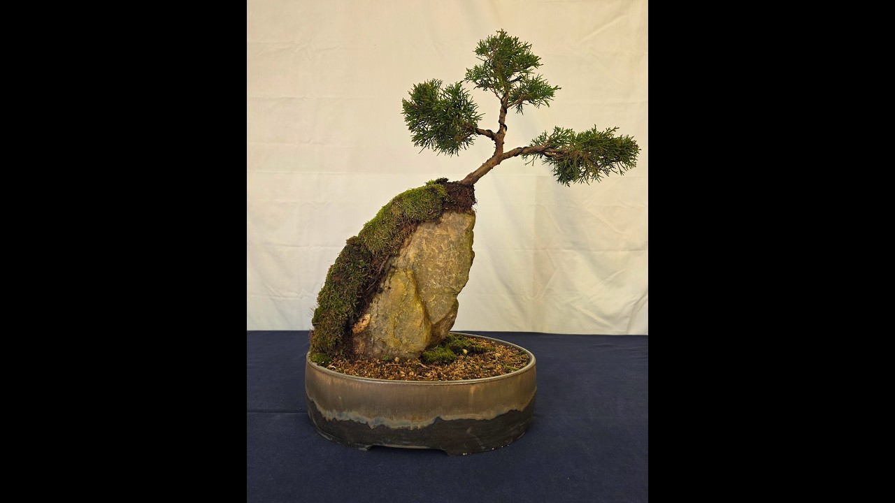 Repotting My Logo Tree Root Over Rock