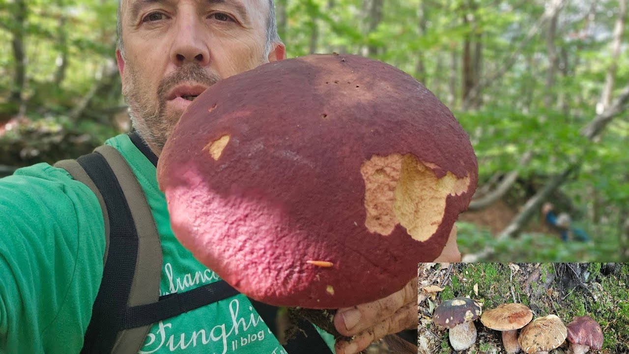 OTTO MINUTI  DI FOLLIA, TRA FUNGHI XL...
