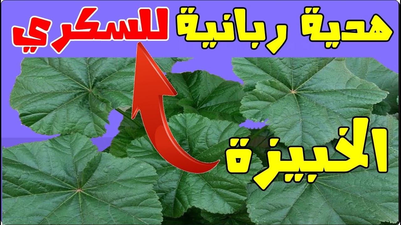 الخبيزة غذاء ودواء وهدية ربانية تخلصك من ازعاج السكري! ضاع عمرنا ونحن لا نعرف فوائد الخبيزة لجسمنا