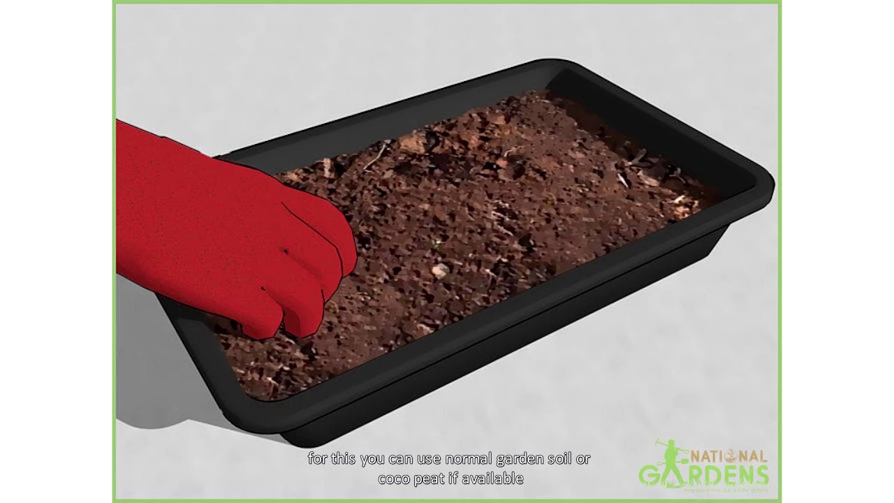 How to Grow Aquatic Plants from Seeds - National Gardens