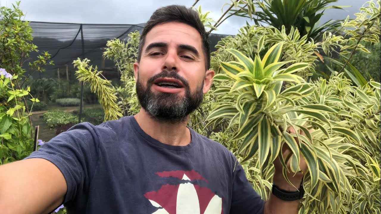 Plantas para você fazer uma cerca viva