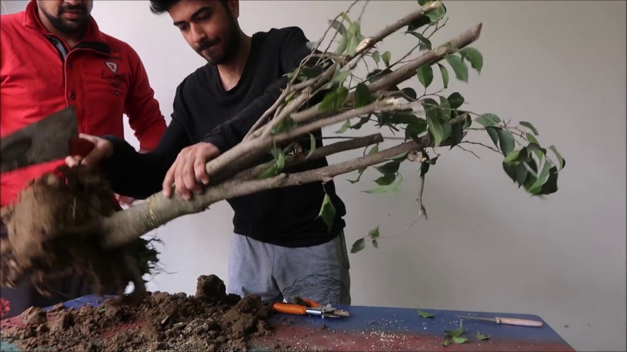 Can We make Bonsai By Cutting Big Plants ?