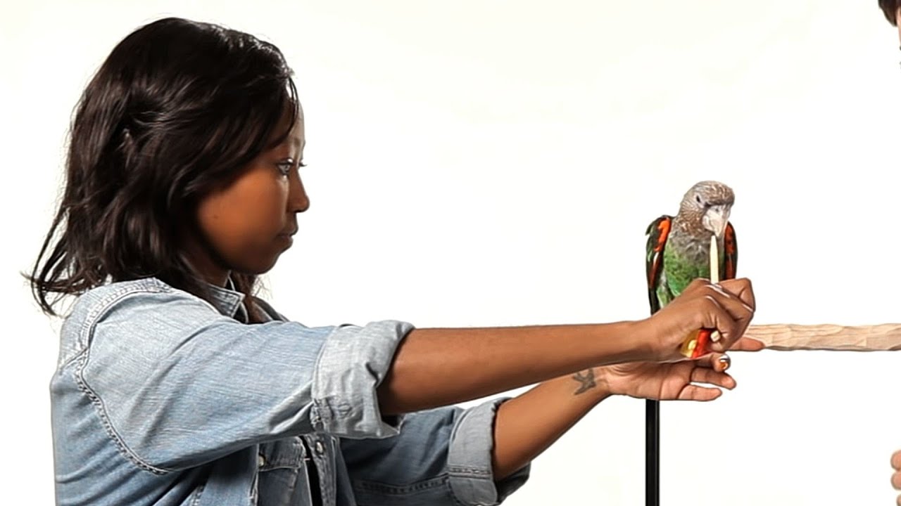 How to Train Your Parrot to Step Up | Parrot Training