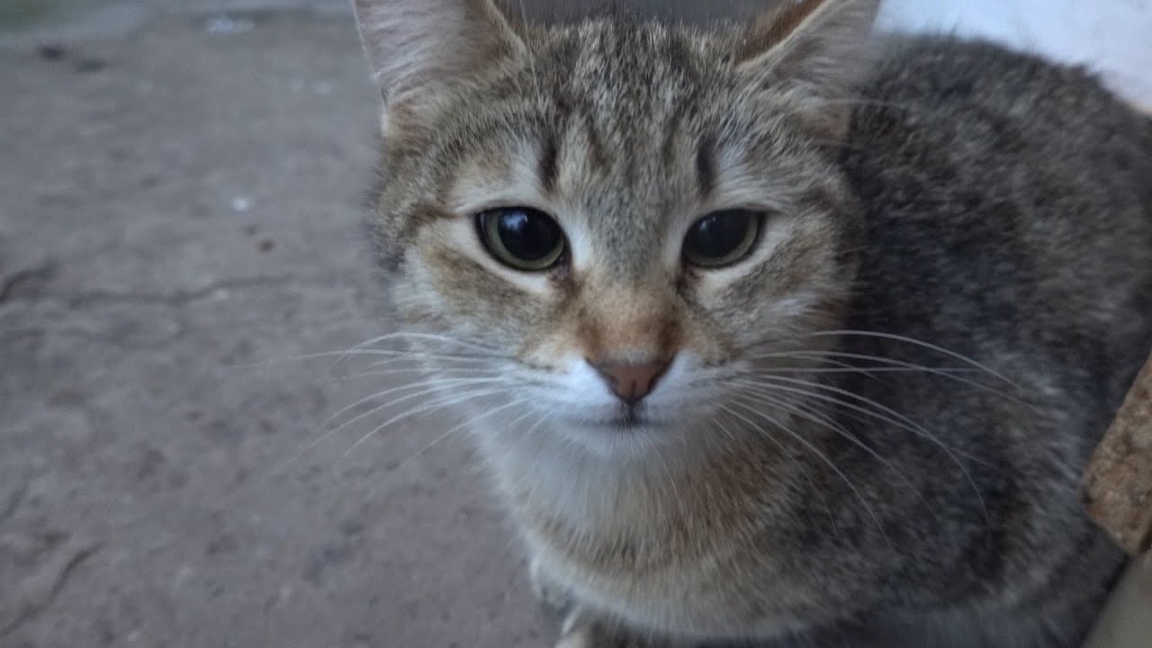 Not all cats are hungry in wet weather
