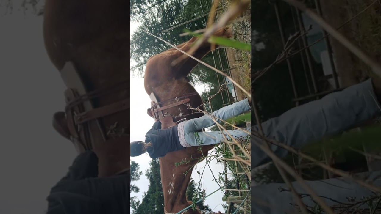Video interview for wrangler position, catching, tacking and riding.