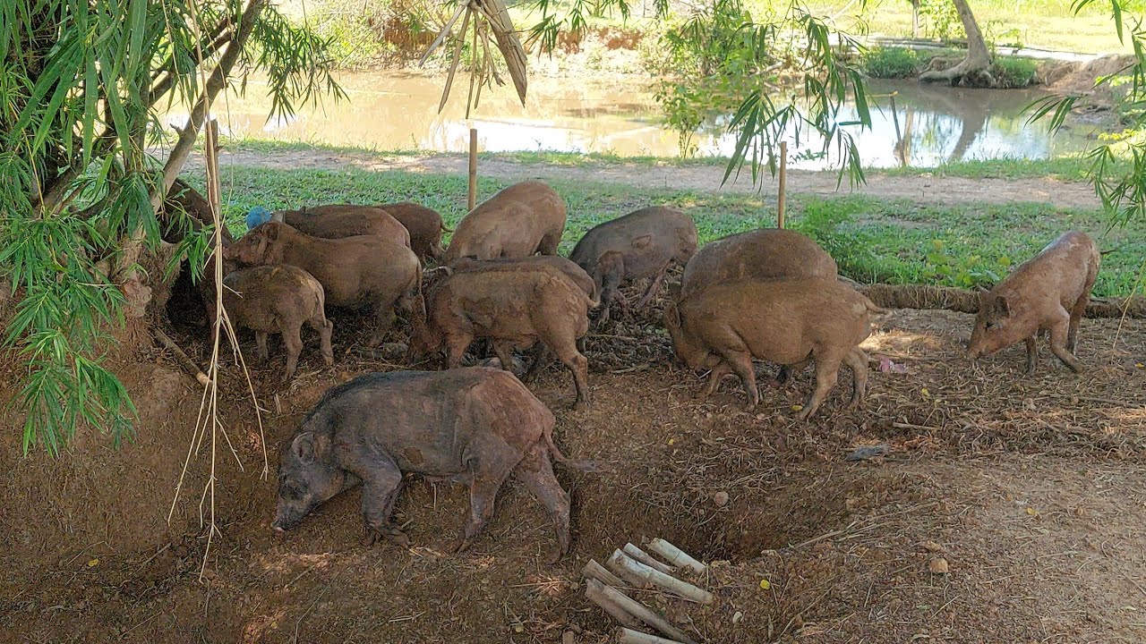 หมูป่าลูกผสมเลี้ยงแบบปล่อยพื้นที่1ไร่!!เลี้ยงแบบง่ายๆสุดยอดมาก