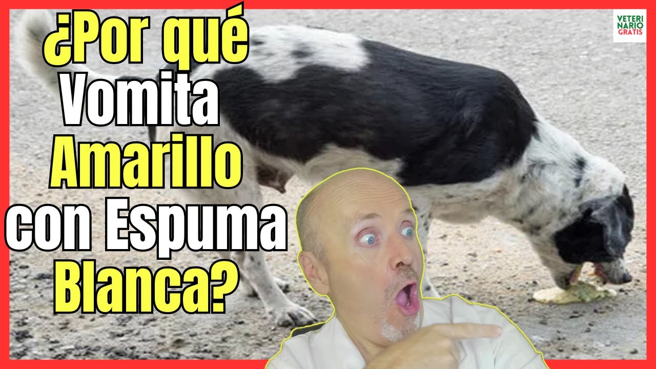 🔴 ¿PORQUE MI PERRO VOMITA AMARILLO CON ESPUMA BLANCA? 🔴