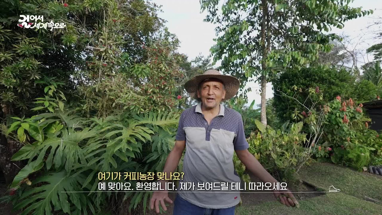 100년 전통의 커피를 맛볼 수 있는 ‘콜롬비아의 커피 농장’ [걸어서 세계속으로] | KBS 230812 방송