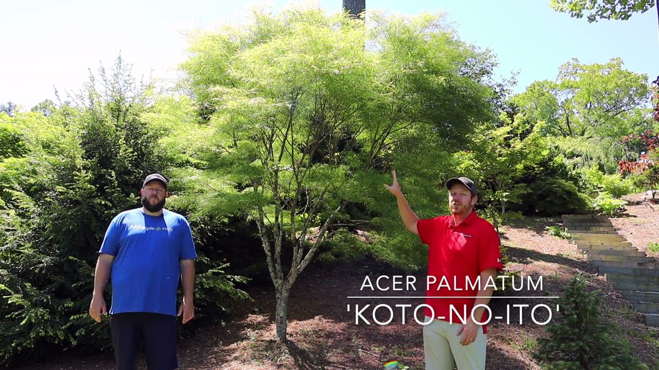 Acer Palmatum 'Koto-no-ito' Update in the Maple Garden! - JAPANESE MAPLES