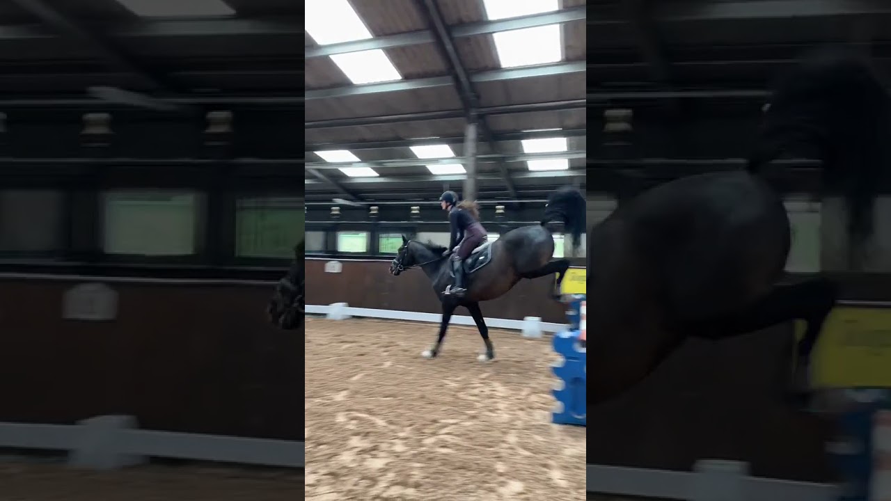 #horsesoftiktok #horses #horse #horsegirl #horserider #rider #outfit #dressage #tiktok #shorts