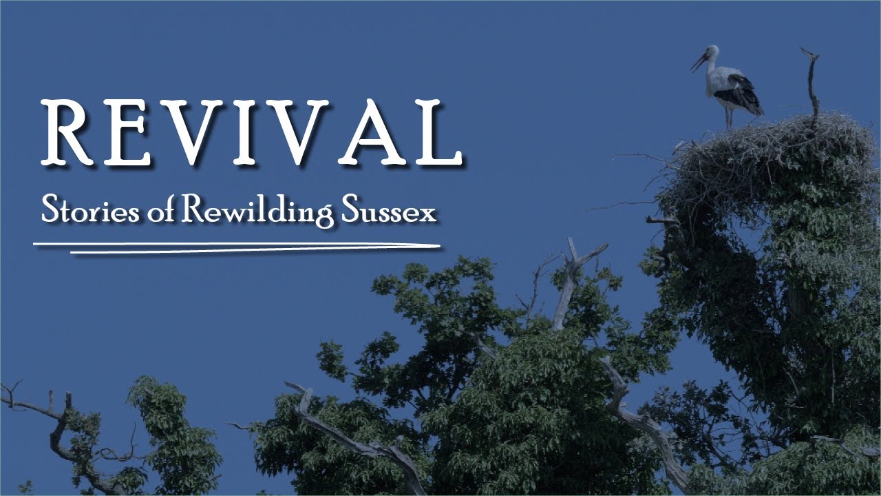 Revival: Stories of Rewilding Sussex Documentary (Full HD)