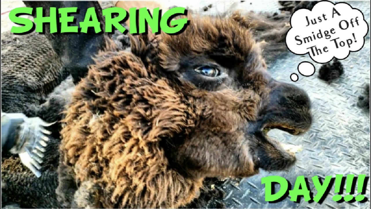Alpaca Shearing (Llamas too) Crazy haircuts, screaming and spit!