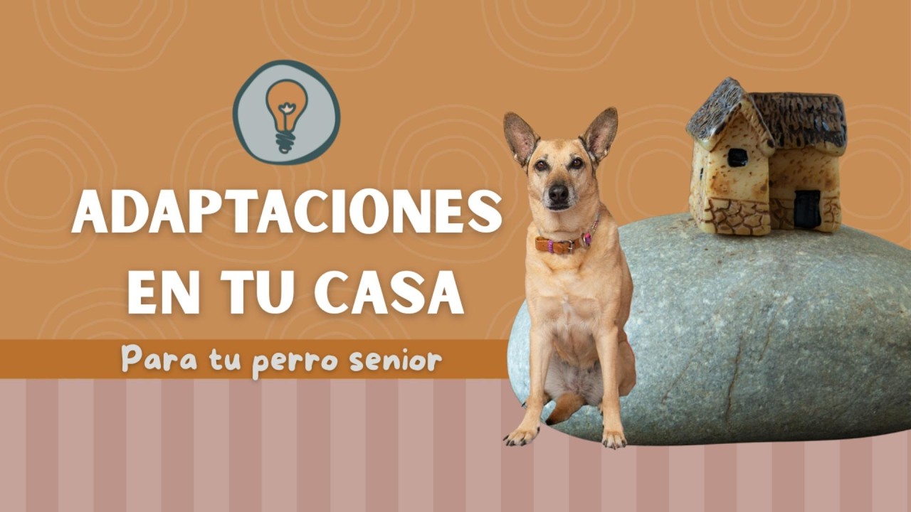 Adaptaciones en la casa para tu mimado Senior.  #perrosenior #perros #perroviejito