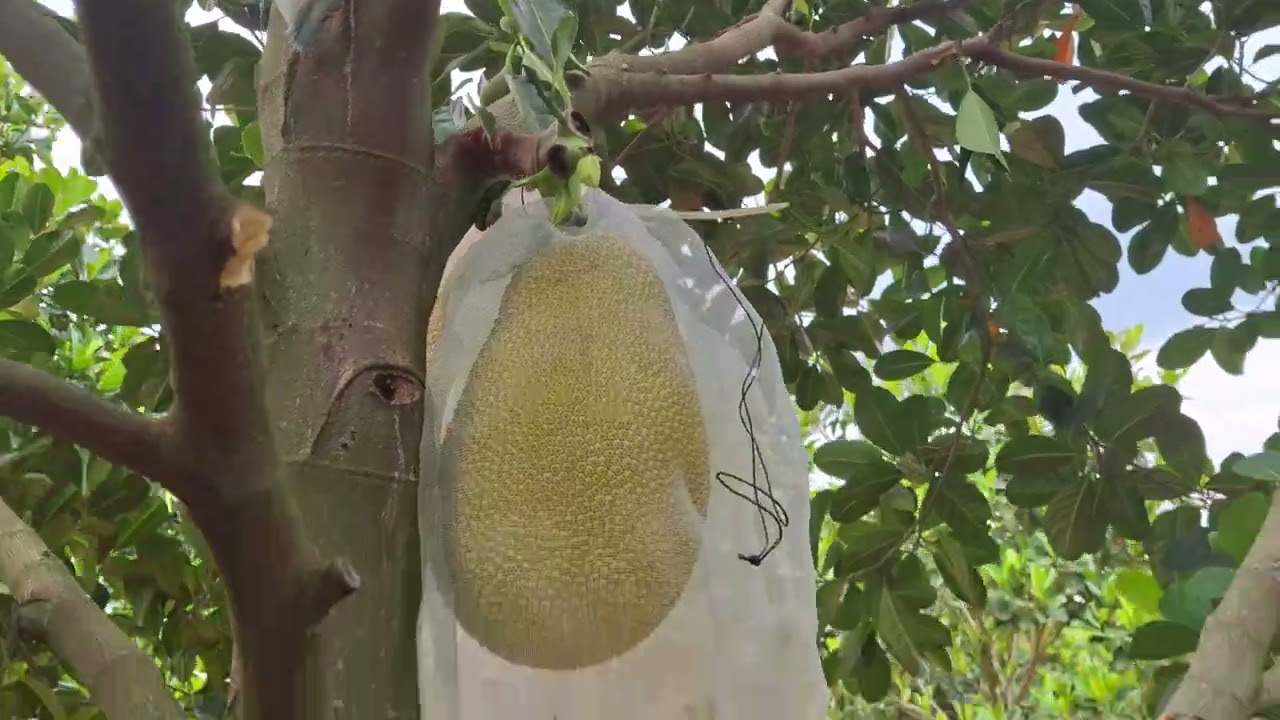 E quý ace cùng thăm quan vườn mít indo cây tơ thu hoạch  năm đâu tiên 
