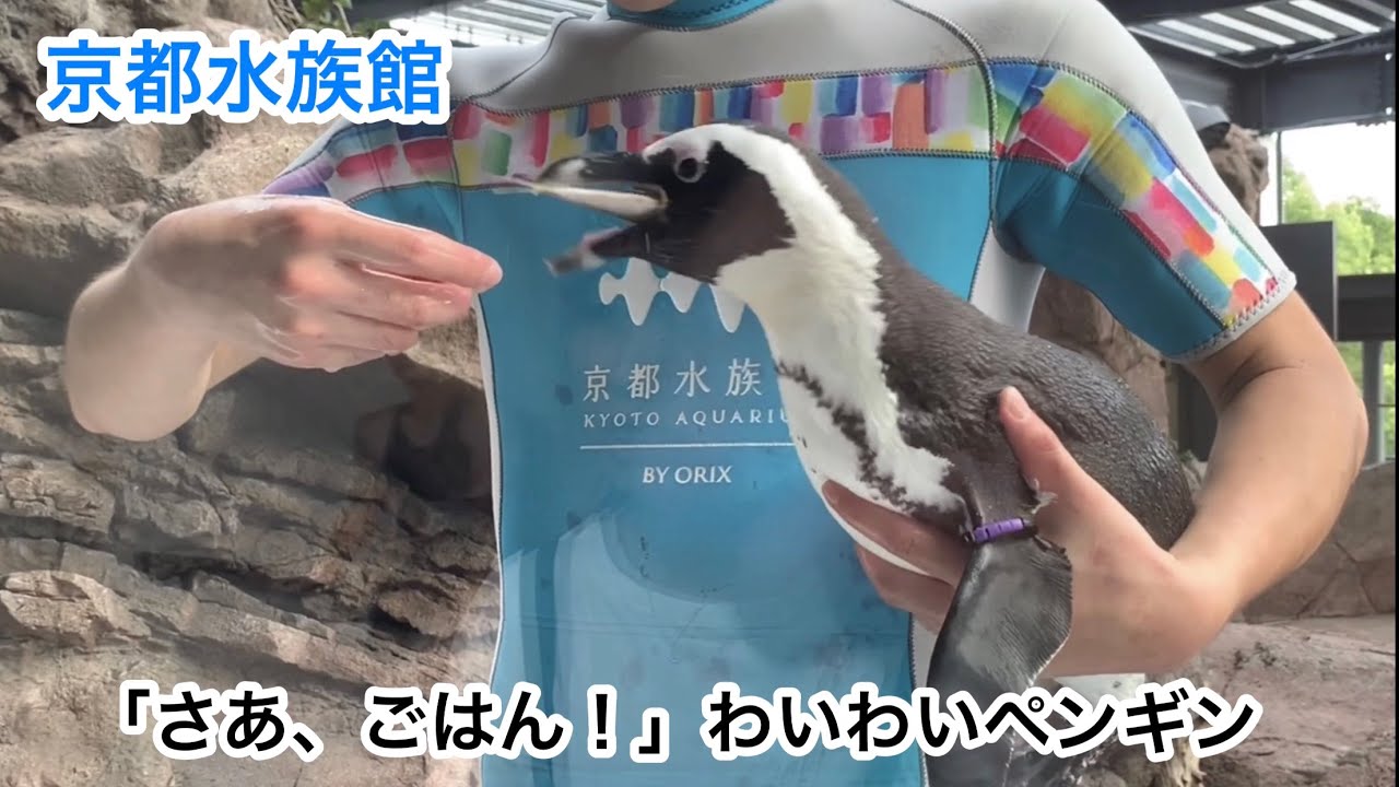 京都水族館  ペンギンのご飯タイム  飼育員さんテンテコ舞い‼︎  2019.9.2  15:15〜