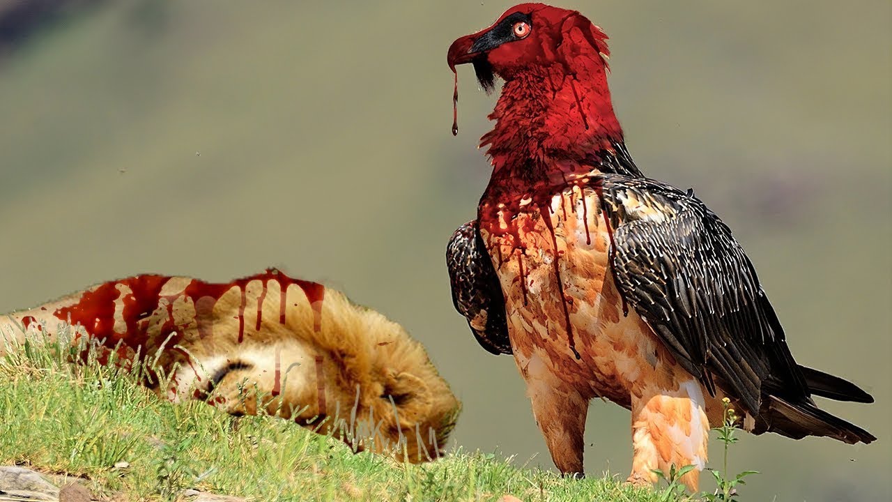 Gevaarlijkste Vogels Aller Tijden