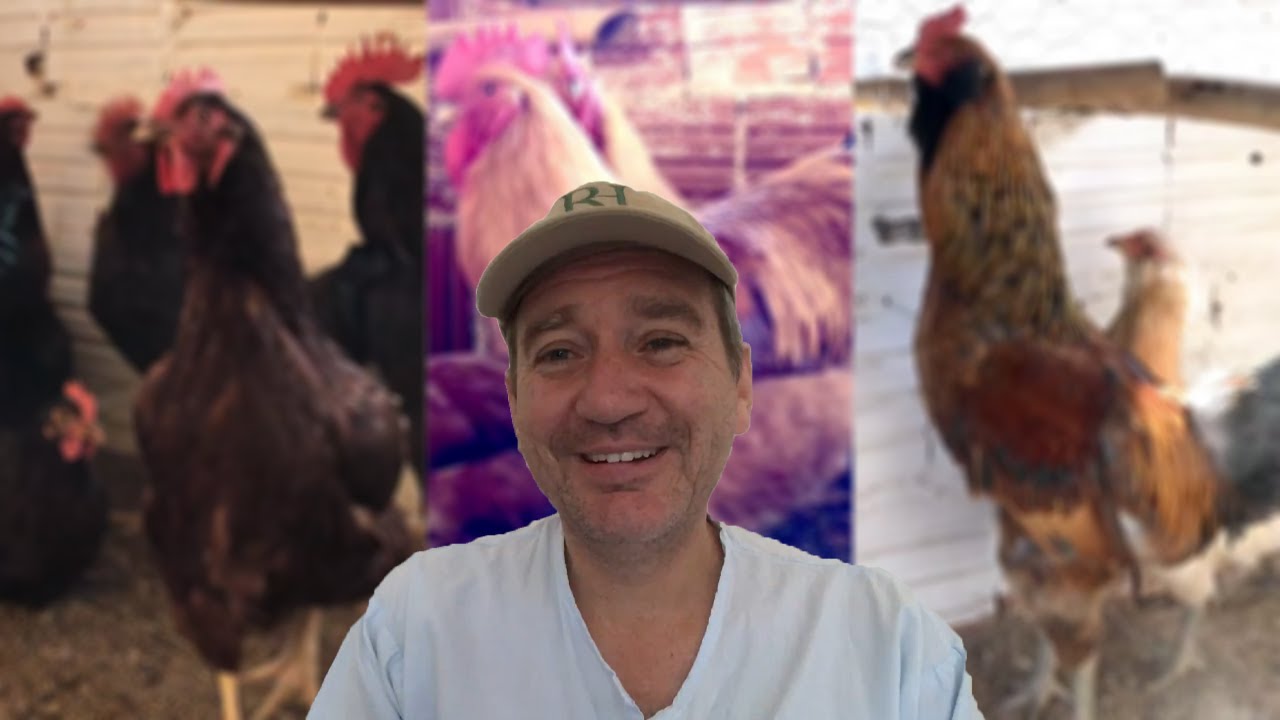 Raças Americanas: Rhode Island Red, New Hampshire e Ameraucana | Mario Salviato #04