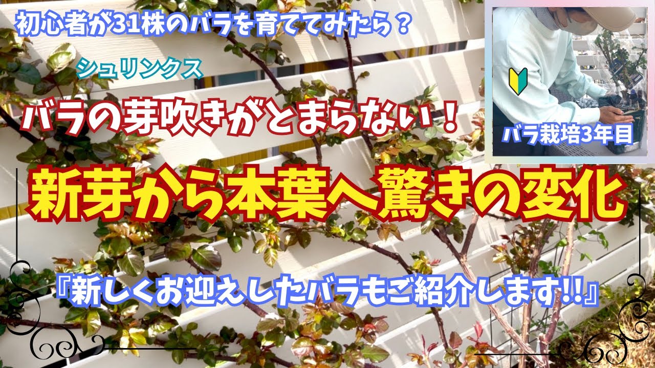 初心者のバラ栽培日記/バラの新芽が本葉へと急成長! 新しくお迎えしたバラもご紹介します
