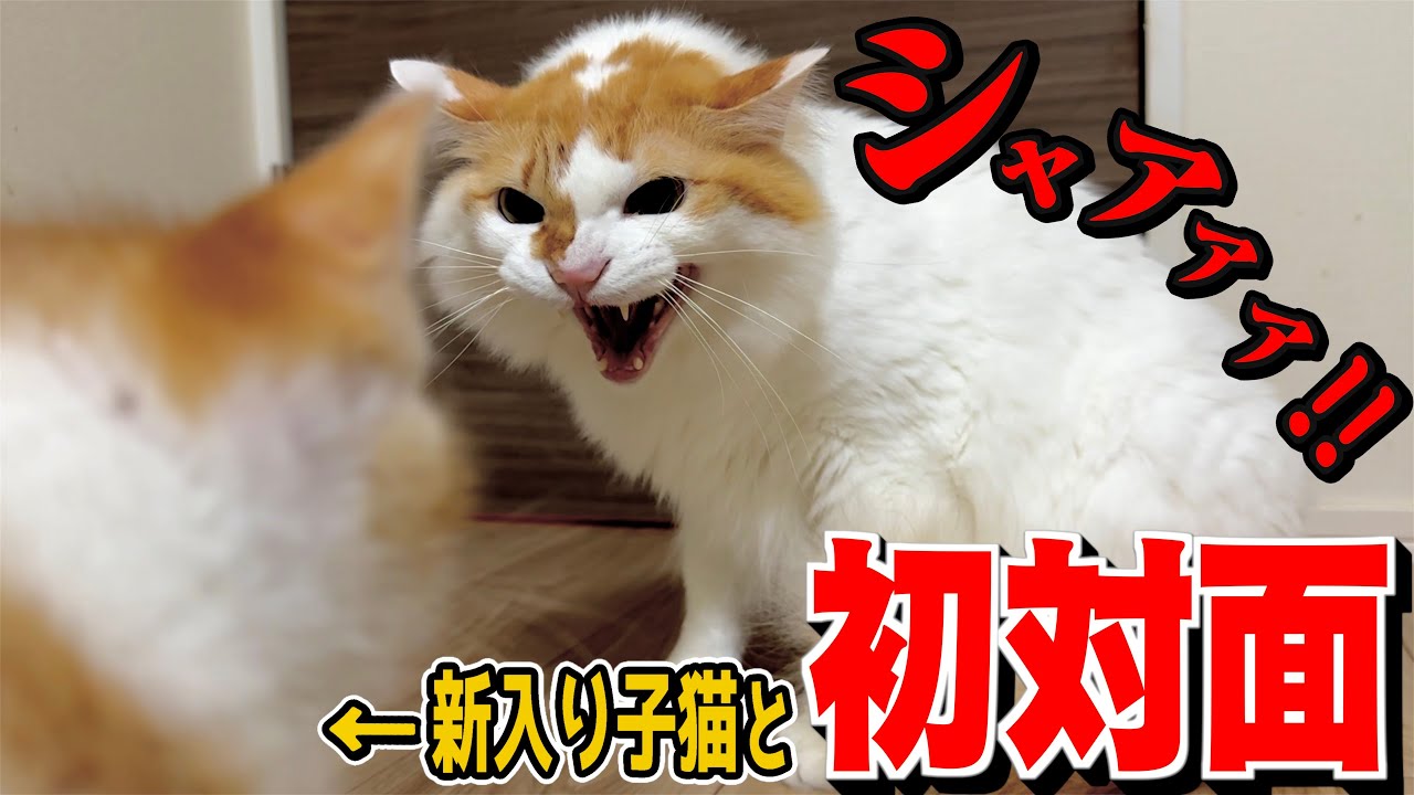 自分そっくりの子猫と初めて対面した先住猫の反応がこちら...。