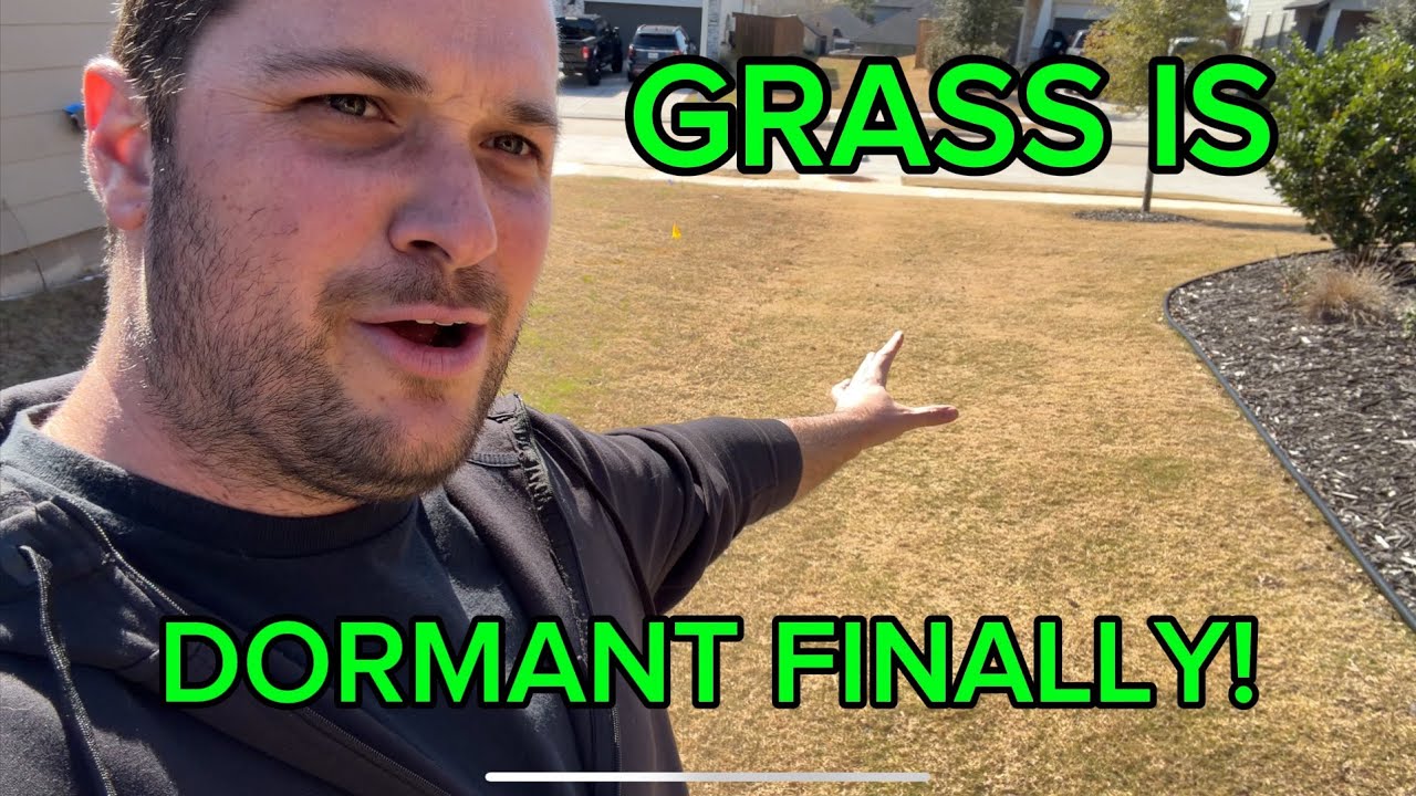 The lawn is dormant, FINALLY!