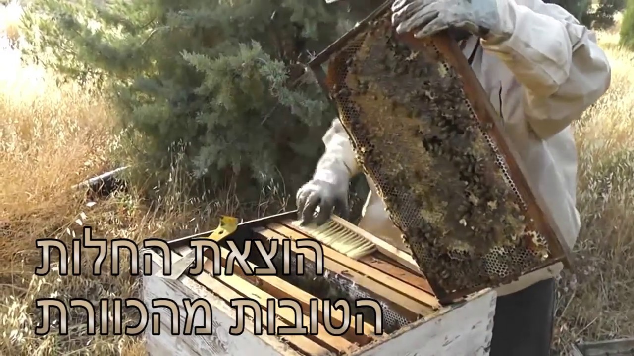 איך רודים דבש?- דבש מכמש ונתנאל ארנסט הפקות
