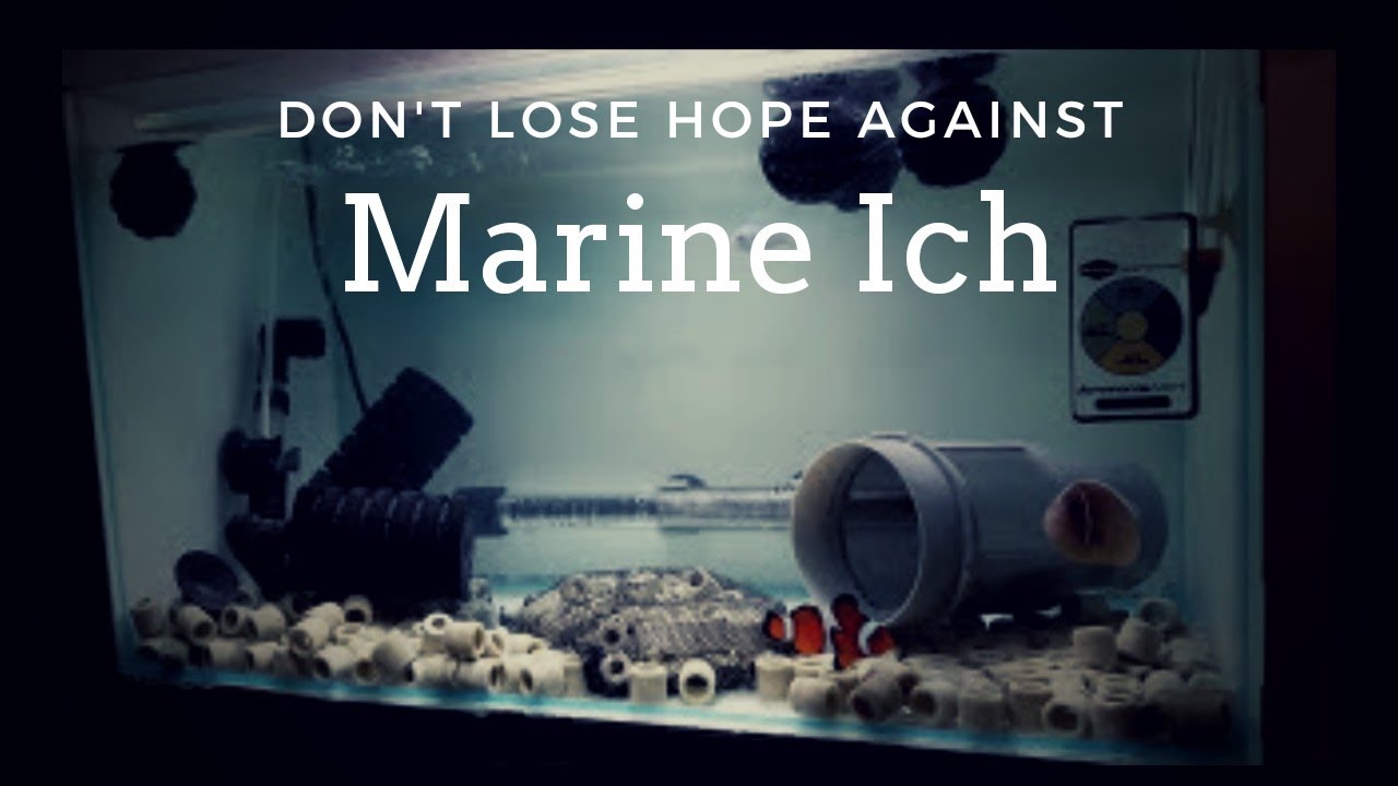 Marine ich outbreak  - Hyposalinity - Hospital Tank