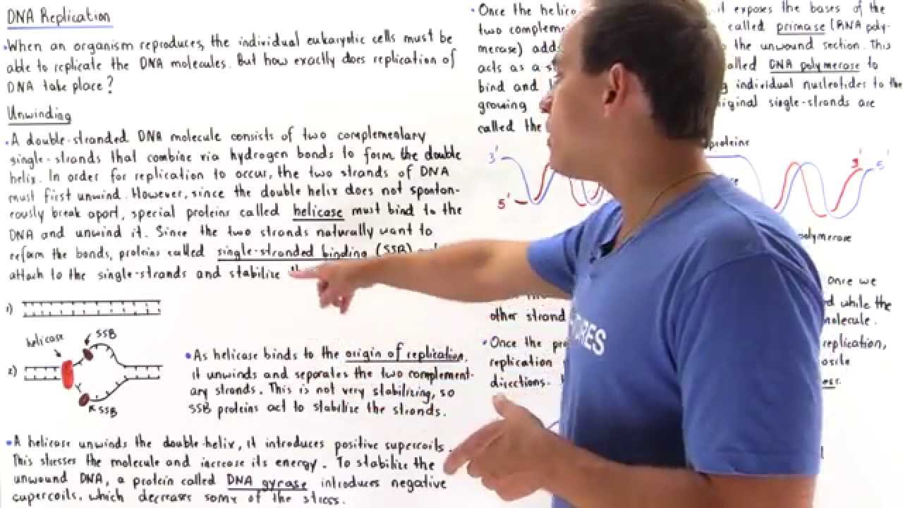 DNA Replication: Helicase and Unwinding