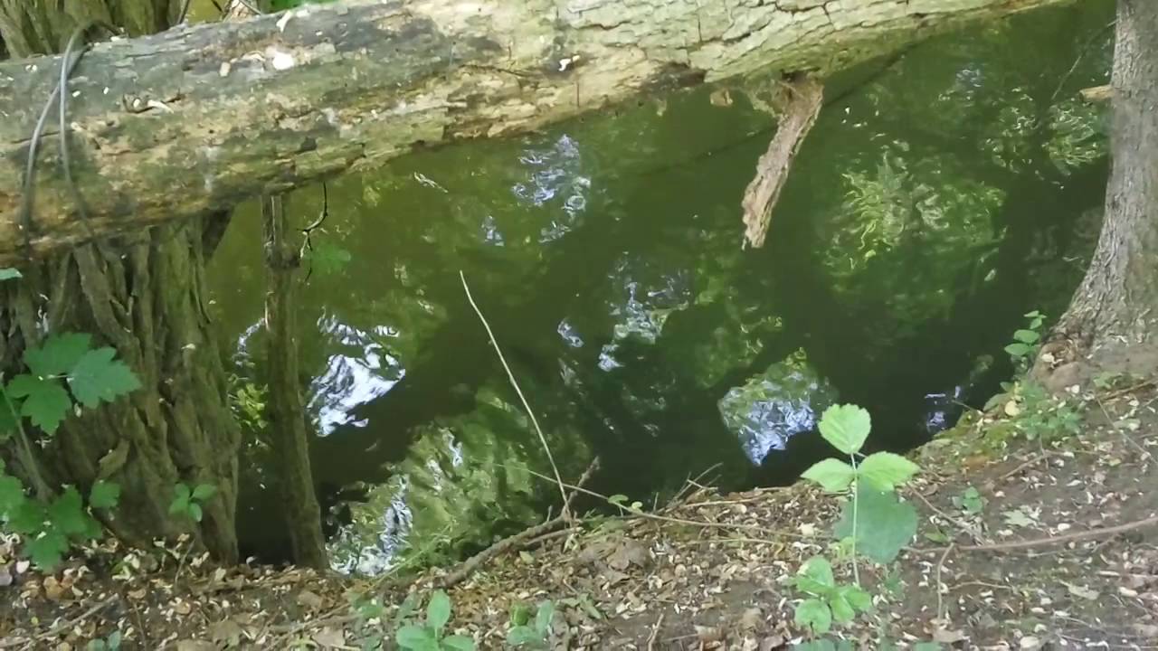 Dunajsk&eacute; plesk&aacute;če