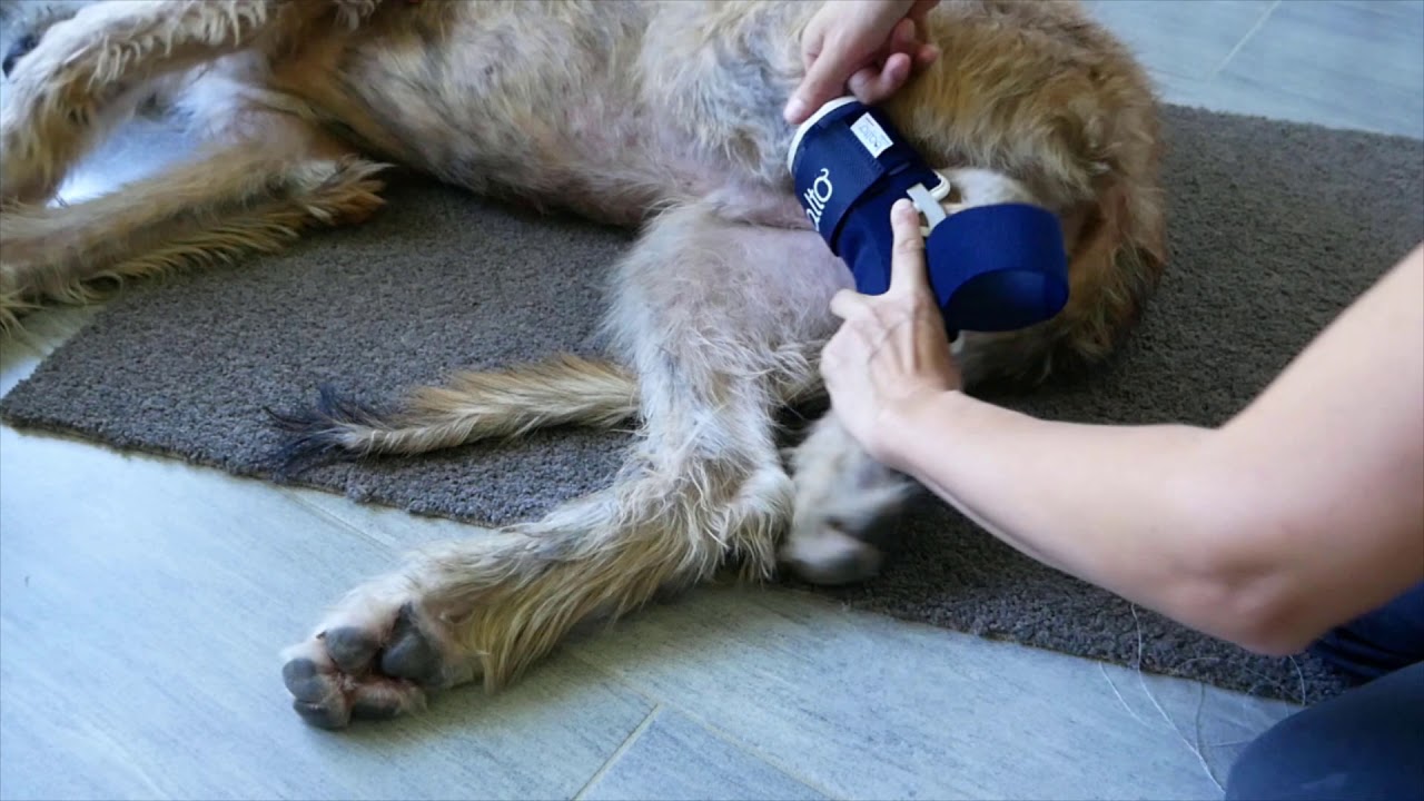BALTO Dog Hock brace - How to fit /measure