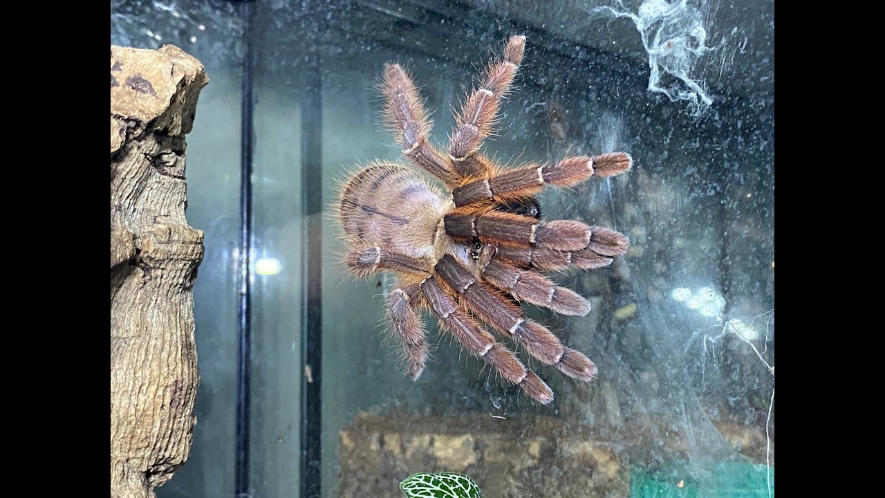Phormingochilus sp rufus, удаление мешка с яйцами персикового земляного тигра