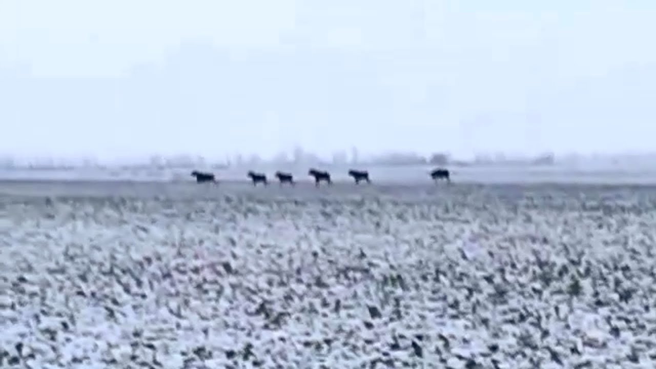 Sześć łosi w okolicach Gniazdowa.  Poszły pod wał Wisły w Ostaszewie - 11.01.2019