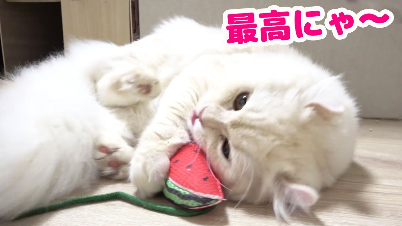 マタタビをもらえて大満足のマロン