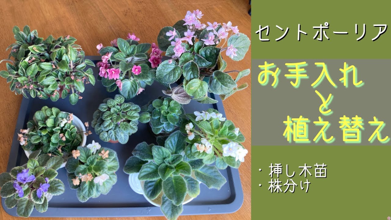 2023年7月24日　簡単にセントポーリア　ほったらかし苗のお手入れと植え替え　観葉植物やサボテンの土を使用　リクエスト