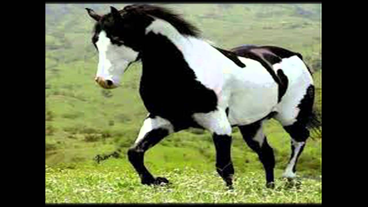 Caballito Altiveño   Los K'anas