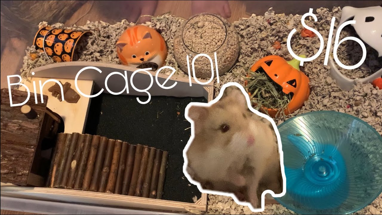Super Enriching & CHEAP Bin Cage for a Hamster!