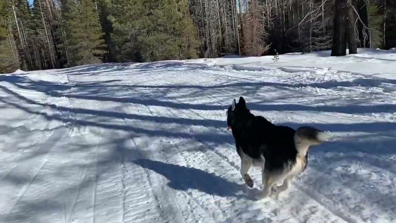 ROSSIGNOL XP120 - Skiing Swain Mountain, Northern California