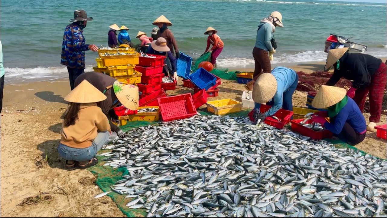 Lịch sử lặp lại ngư dân Quảng Nam trúng mẻ cá sòng hơn 3 tấn