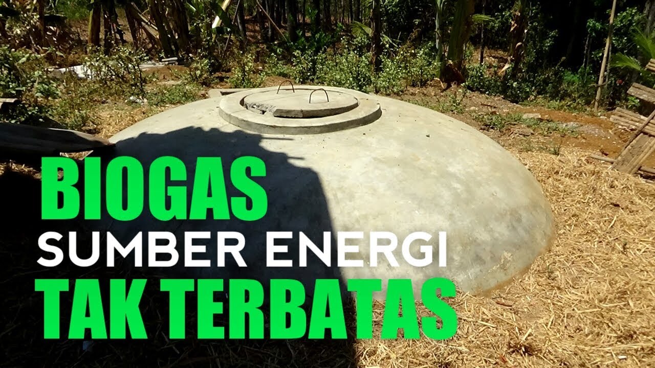 🔵 PEMANFAATAN KOTORAN SAPI MENJADI BIOGAS #Eps28