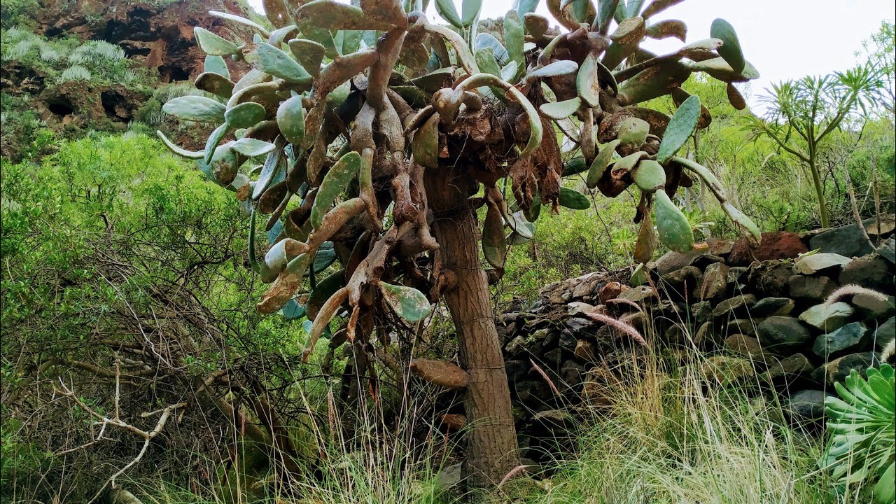 Tree like Opuntia ficus-indica -  environmental or genetic variation?