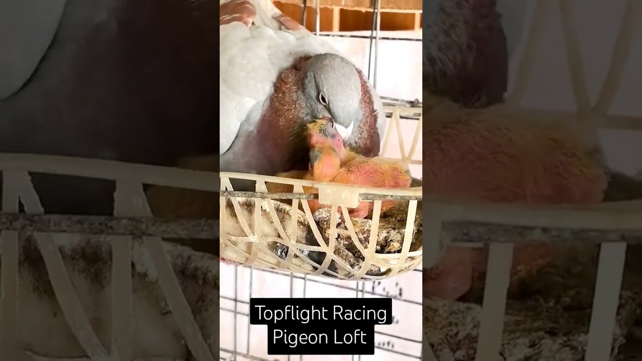 #pigeon #racingpigeons #pigeonracing #racer #racerkabootar #homer #homerpigeon #kabootar #kabutar 🕊️