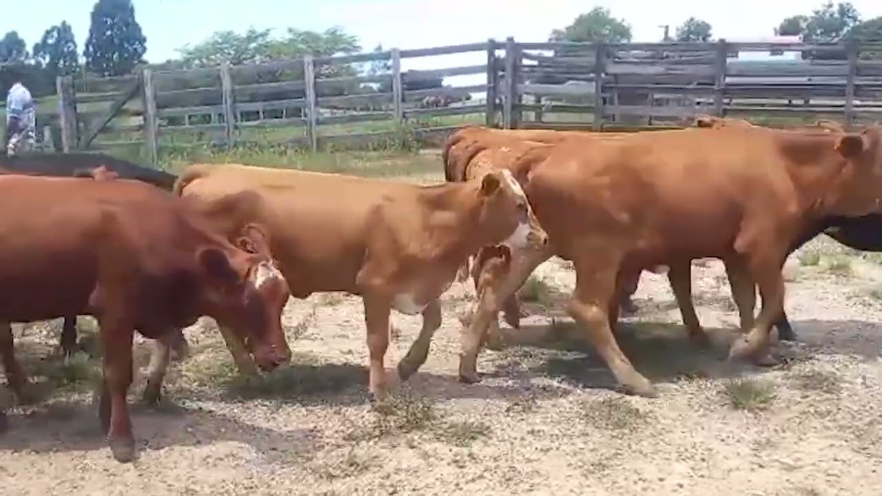 LOTE 18 - 50 NOVILHAS ANGUS, RED ANGUS E CRUZA - PESO APROXIMADO 270 KG