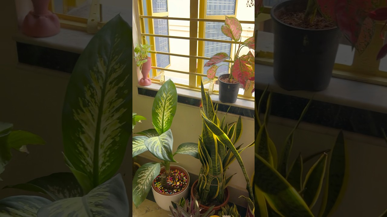 Best indoor plants for living room 💚 #trendingshorts #gardening