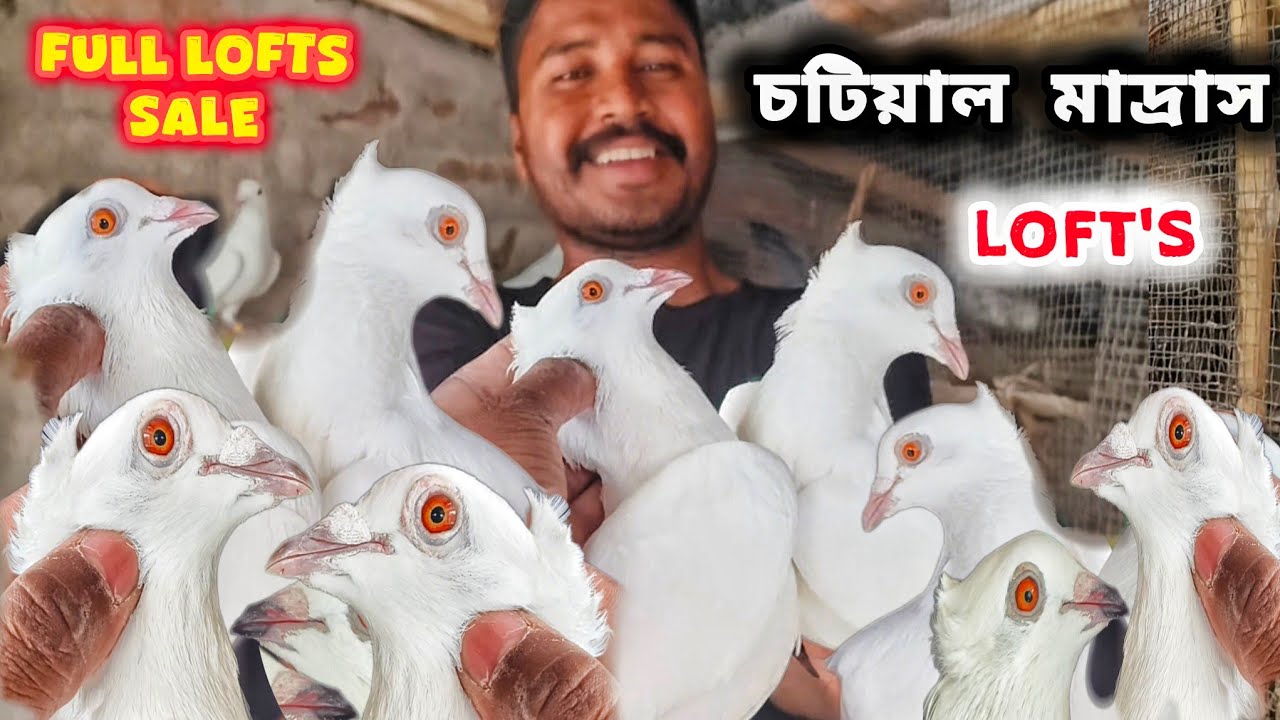 কলকাতার উড়ানের রাজা চটিয়াল।FULL CHOTIYAL LOFTS SALE।ধুলাগড় লাল্টু দার লফ্ট।@pigeonsloverrj9600 