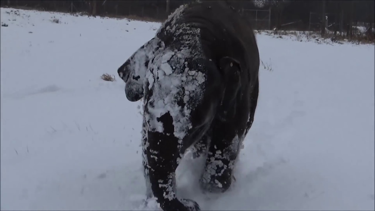 Elephants play in the snow at African Lion Safari